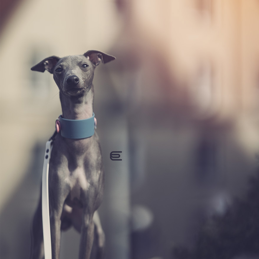 Italian greyhound collar EYESH 153 BioThane® - EYESH -for dog walks- image 3