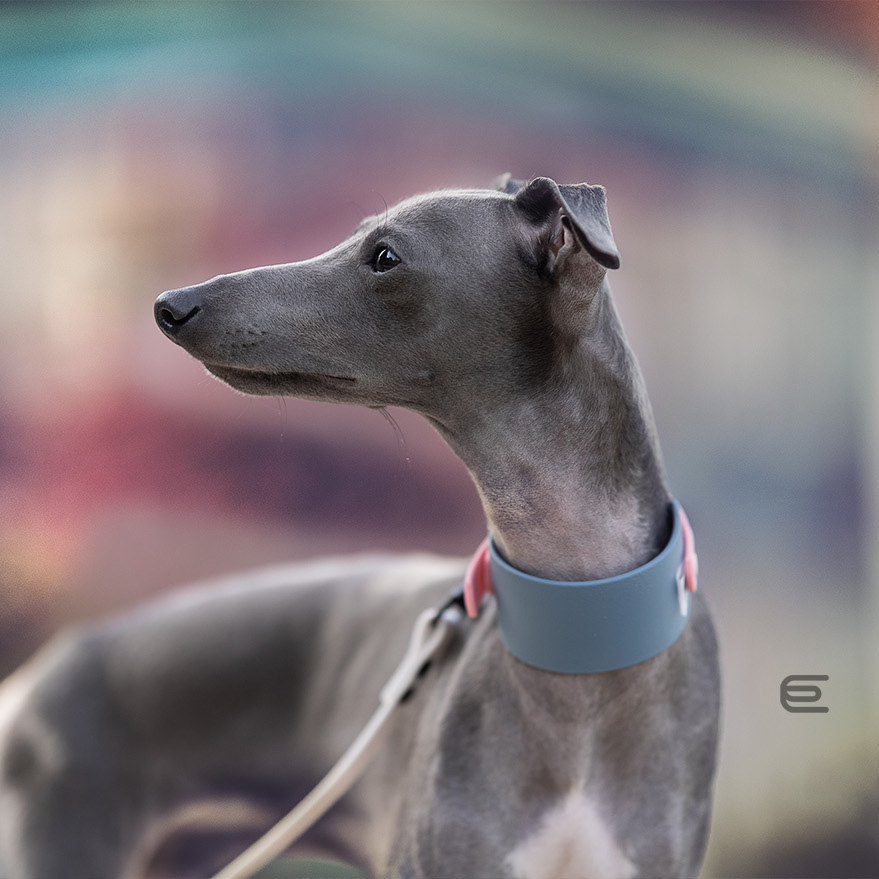 Italian greyhound collar EYESH 153 BioThane® - EYESH -for dog walks- image 2