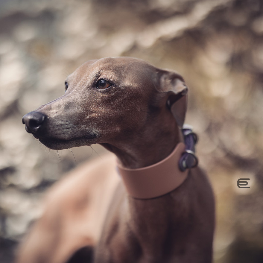 Italian greyhound collar EYESH 132 BioThane® - EYESH -for dog walks- image 2