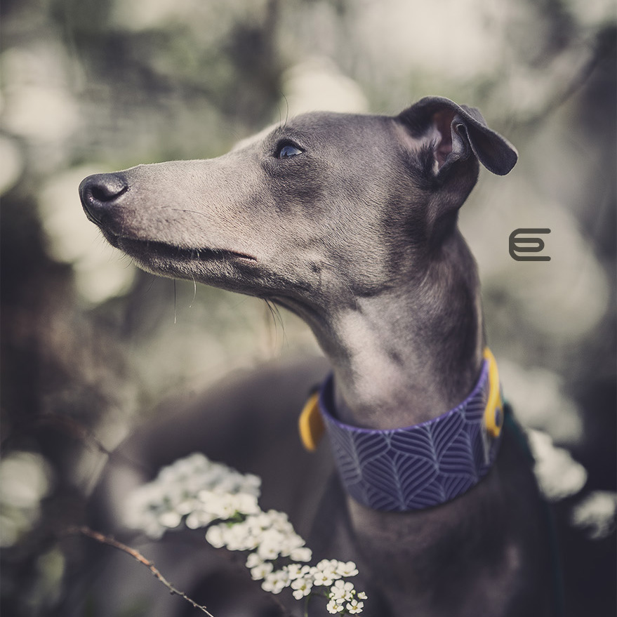 Italian greyhound collar EYESH 116 BioThane® - EYESH -for dog walks- image 2