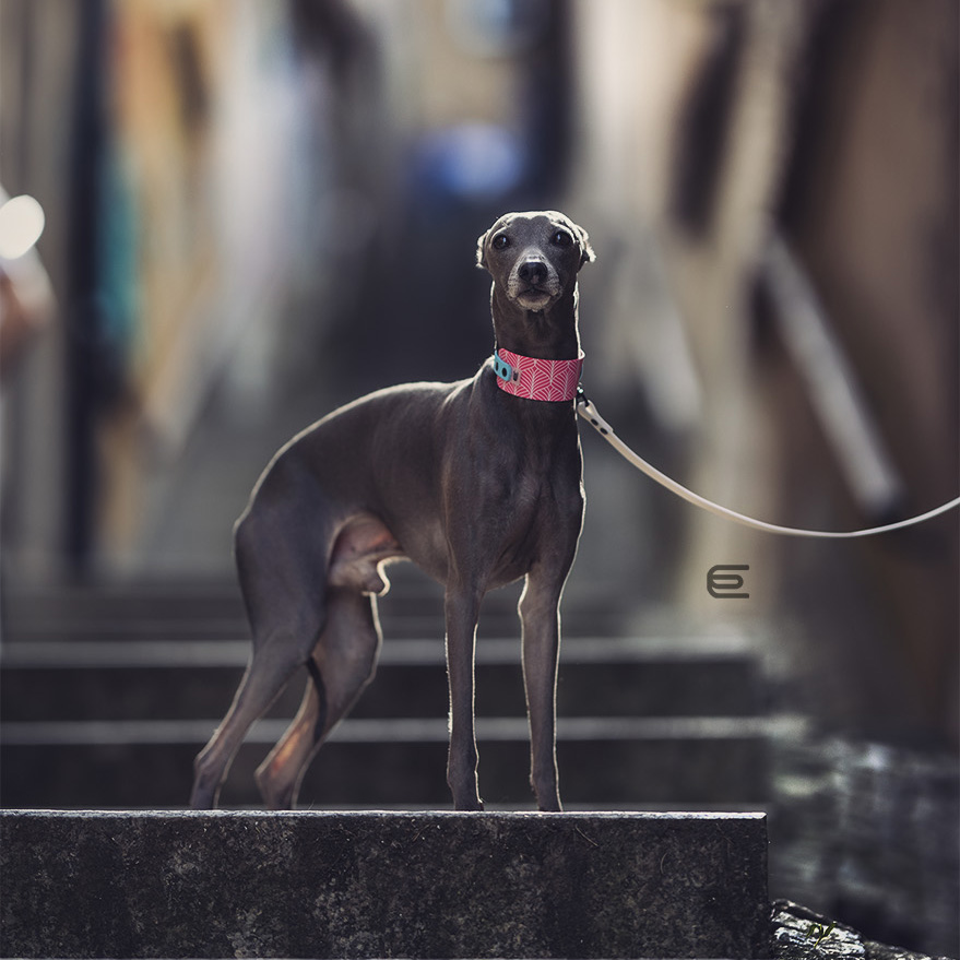 Italian greyhound collar EYESH 115 BioThane® - EYESH -for dog walks- image 2